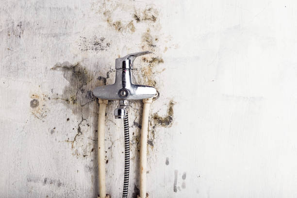 Best DIY Mold Remediation Support Services in Gold Bar, WA