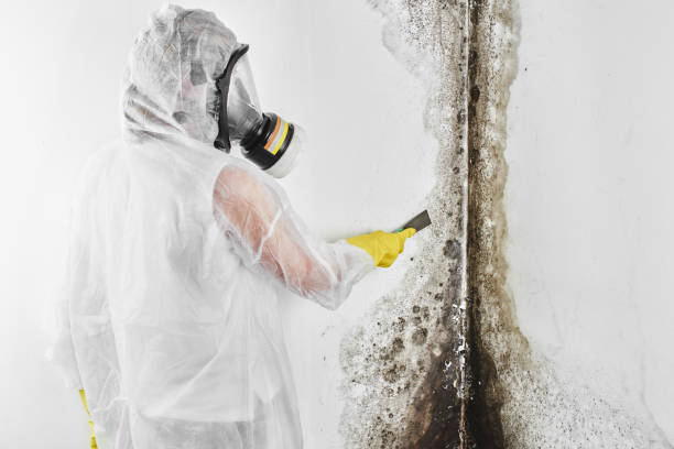 Best Attic Mold Remediation in Gold Bar, WA